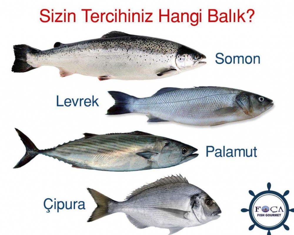 Sizce en güzel ve lezzetli balık hangisidir ?