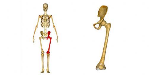 İnsan vücudunda bulunulan en uzun kemik hangisidir?