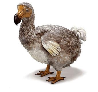 Nesli tükenmiş bir hayvan olan Dodo kuşu hakkında ne biliyorsunuz ?
