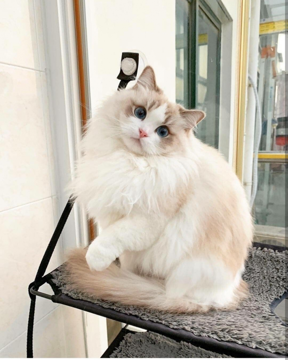 2019 kedi güzeliyle tanışın :) Sizce ödülü hakediyor mu? (Fotoğraf)