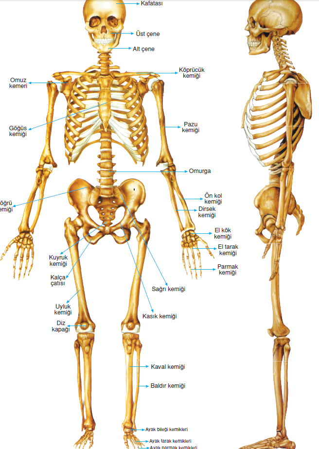 Normal bir insan iskeletinde kaç kemik vardır?