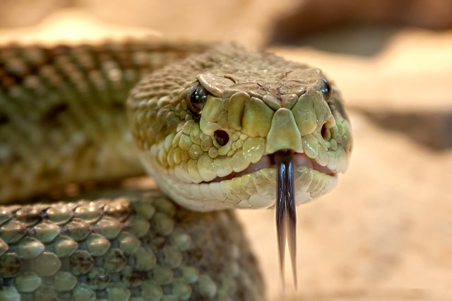 Akrep mi yılan mı daha karizma ?
