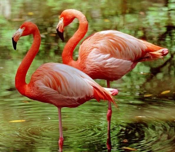 Flamingoların tüylerine kızılsı rengi veren madde nedir? Flamingolar ülkemizde nerelerde gözükürler?