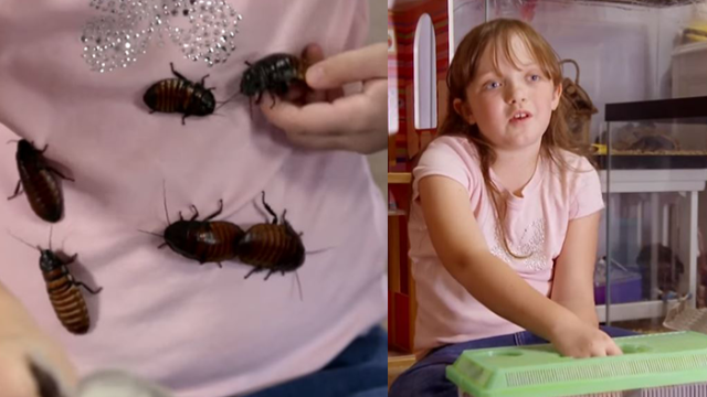 Evcil olarak evinde 7000 adet hamam böceği besleyen bu küçük hanım hakkında görüşleriniz nelerdir?