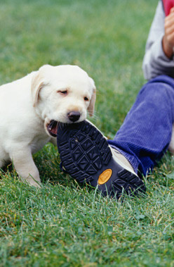 Evcil hayvanınız ayakkabınızı parçaladı ne yaparsınız?