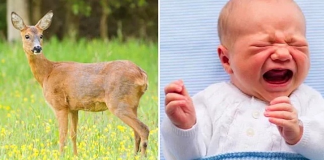 Dişi geyikler ağlayan bir bebek sesi duyduklarında içgüdüsel olarak yardıma koşuyor!