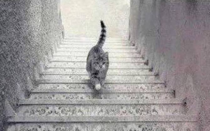 Sizce Kedi Aşağı mı İniyor ? Yoksa Yukarı mı Çıkıyor ?