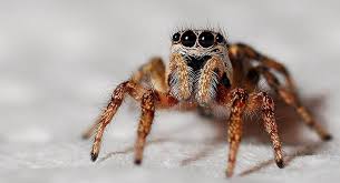 En çok bilinen örümcek türleri hangileridir?