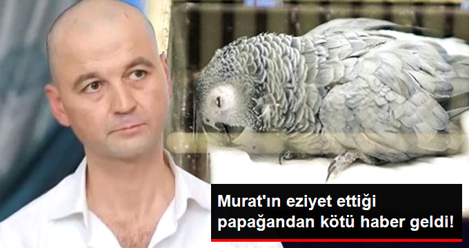 Murat Özdemir'in eziyet ettiği papağandan kötü haber ?!