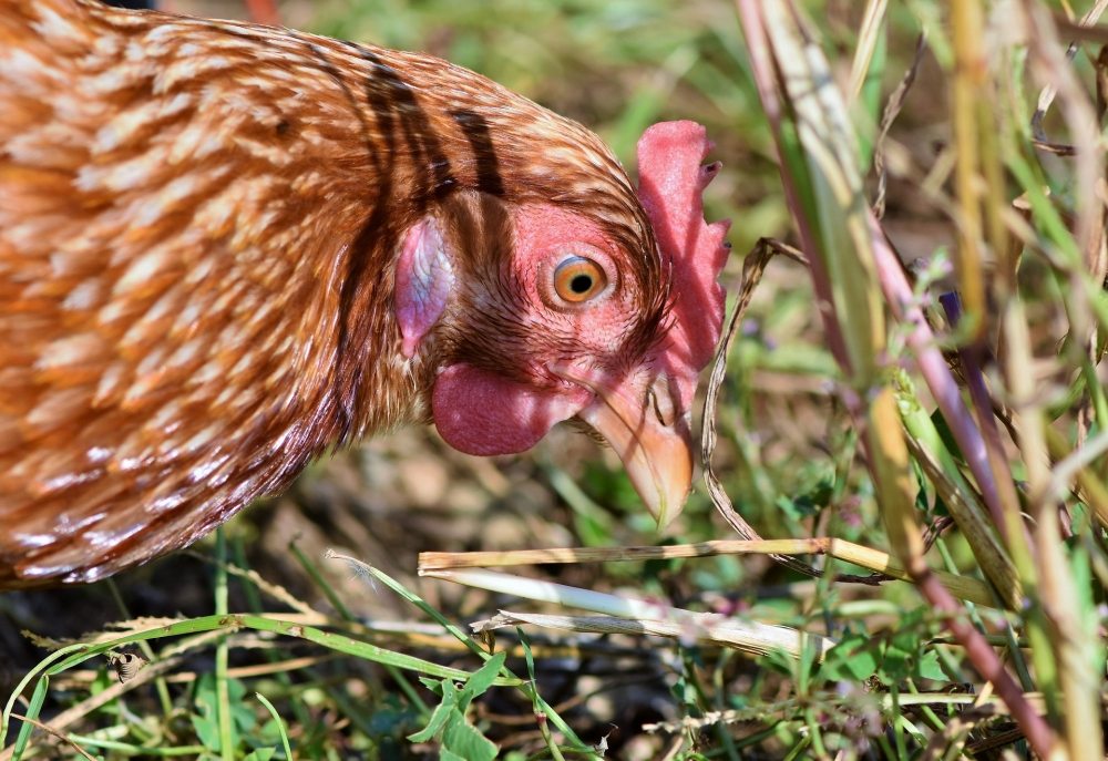 Köy yumurtasının gerçekten gezen tavuktan olduğunu nasıl anlarız?
