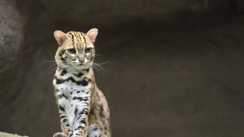 Soyunun tükendiği açıklanan leopar türü 30 yıl sonra tekrar Tayvan'da görüldü.