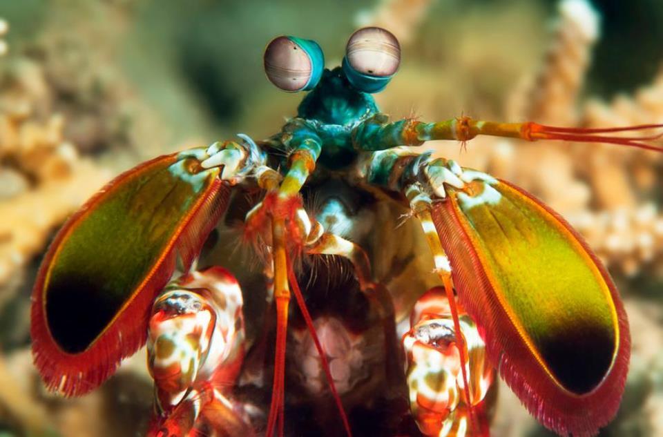 Mantis karidesi bu hayvanı hiç duydunuz mu?