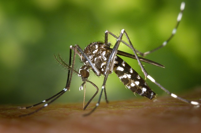 Sivri sinekler yüzünden her yıl dünyada kaç kişi neden ölmektedir?