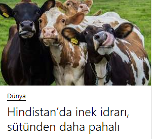 Hindistan'da inek idrarı, sütünden daha pahalıymış. Sizce nedeni ne olabilir?