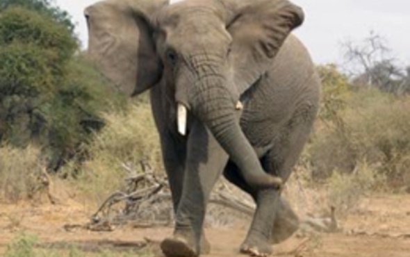 Bir fil elektirik direğinden daha yükseğe zıplayabilirmi?