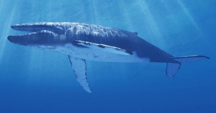 Çoğu pahalı parfümün içinde balina dışkısı olduğunu biliyor muydunuz?