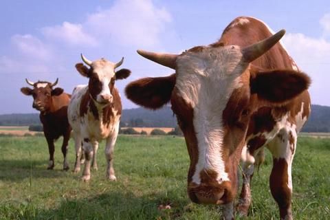 Bir inek hayatı boyunca yaklaşık kaç bardak süt üretir?