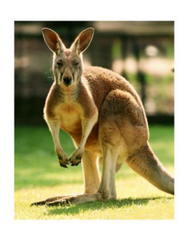 Kangurular yapı itibariyle hangi fiziksel özelliği yapamazlar?