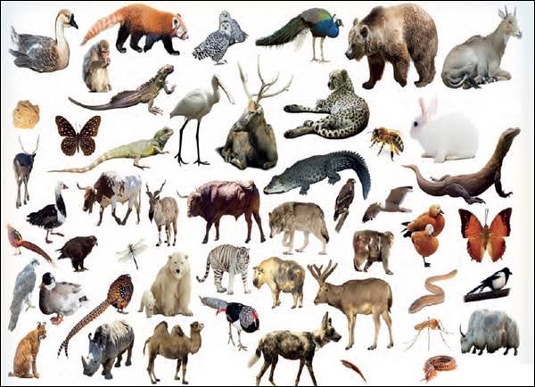 Bir dilek olarak  hayvanlardan birinin seninle konuşmasını dileyebilseydin bu hangi hayvan olurdu?