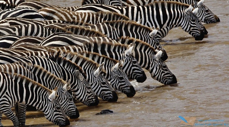 Bu Fotoğrafta Kaç Adet Zebra Var? Bulana AP Puanı Veriyim Mi?
