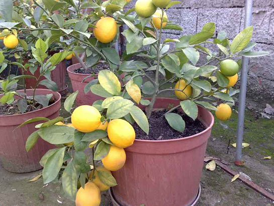 Daha önce evde hiç limon yetiştirdiniz mi ?