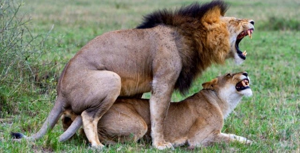 Bir aslan'ın günde 500 kere çiftleşebildiğini biliyormuydunuz?