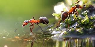 Karıncalar su altında yaşar mı?