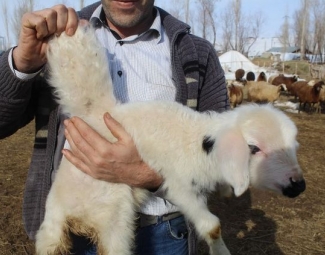 Erzurumda Kanatlı kuzu doğdu ne düşünüyorsunuz