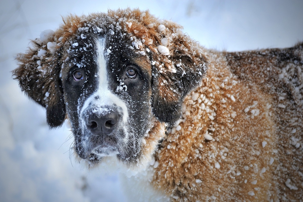 Ahmetesor Spotu; Lütfen kış yaklaşıyor, hayvanlara yiyecek vermeyi unutmayalım.