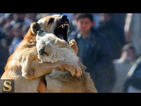 Köpeklerin Dövüştürülmesi Hakkında Ne Düşünüyorsunuz?