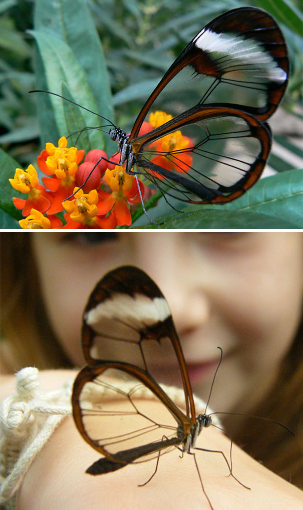 Fotoğraftaki kelebek sizce de güzel değil mi?