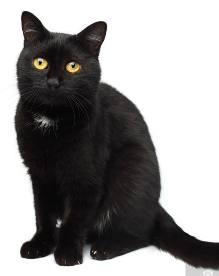 Sevdiğinizle aranızdan kara kedi geçti mi?
