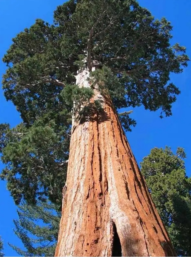 Dünyada ki en uzun ağaç olarak bilinen "Hyperion" 'un bulunduğu ülkeyi biliyor musunuz? (resim ekte)