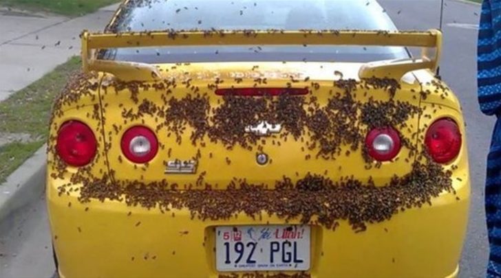 Resimde görmüş olduğunuz arılar bu arabayı iki gün boyunca takip etmiş , sizce neden?