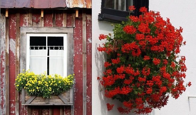Osmanlı döneminde pencerenin önüne koyulan sarı ve kırmızı çiçeklerin ne anlama geldiğini biliyor musunuz?