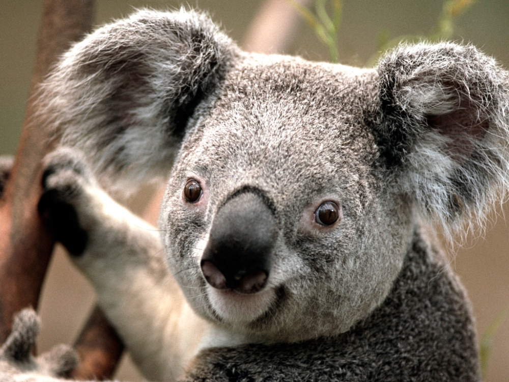 Koala kadar gün boyu uyumak ister miydiniz ?