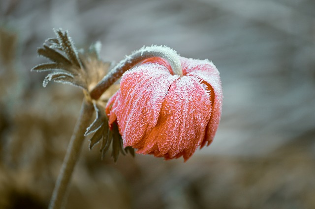 Kışın açan çiçek ve solmayan türleri nelerdir?