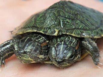 Çift başlı kaplumbağa hakkında ne düşünüyorsunuz ?