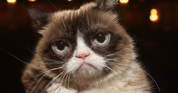 İnternet Dünyasının huysuz bakışlı fenomen kedisi ( Grumpy Cat ) Ölmüş.Kimler bu kedicikten haberdardı?