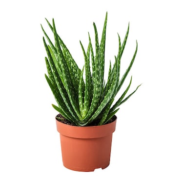 Aloe vera bitkisi en çok hangi sektörlerde kullanılır?