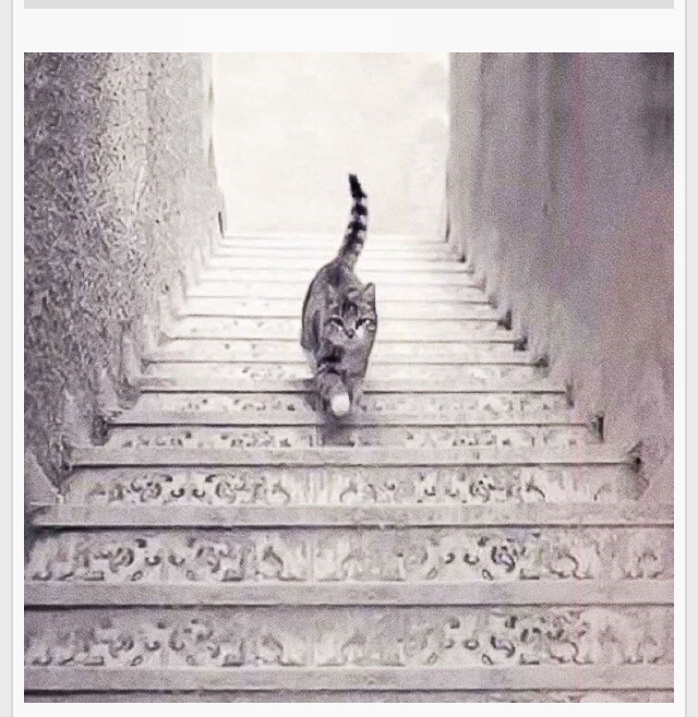 Sizce bu kedi merdivenden iniyor mu? Çıkıyor mu? Bakalım kimler bilecek