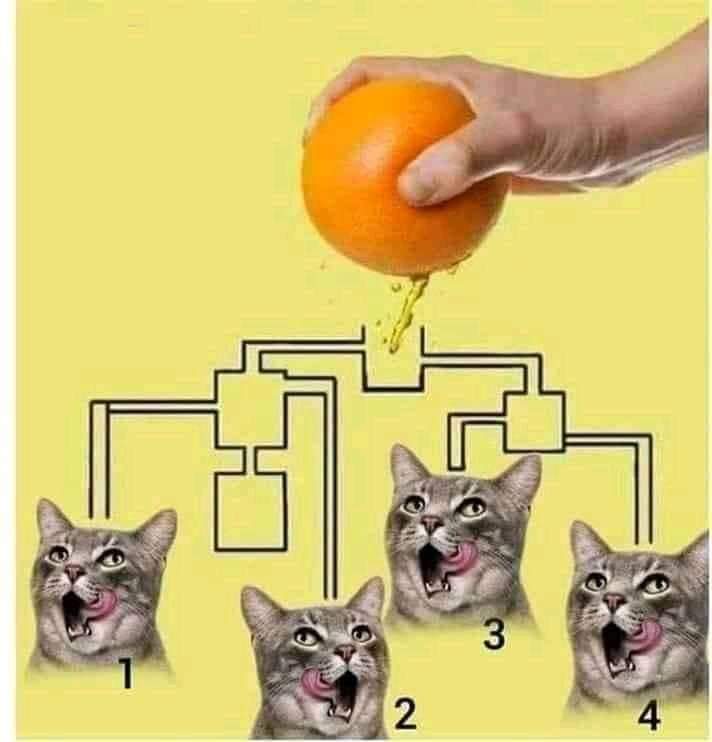 Hangi kedi portakal suyunu önce icer?