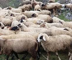 Bir çiftcinin 17 koyunu var. Bu koyunların 9 tanesi ağır hastalandı,diğerleri öldü. Çiftcinin kaç koyunu kaldı ?