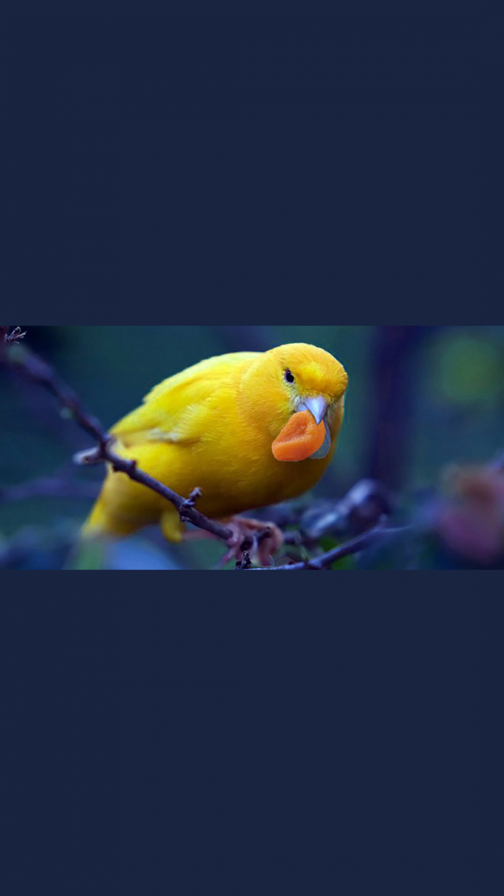 Kuşları severmisiniz