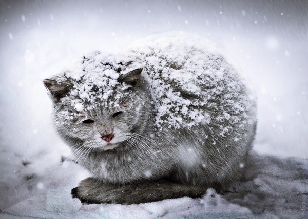 Soğukta donmak üzere olan bir hayvan görseniz geçip gider misiniz yoksa veterinere mi götürürsünüz?