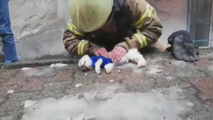 İstanbul'da köpeğe suni teneffüs yapan kahraman itfaiyeci haberi