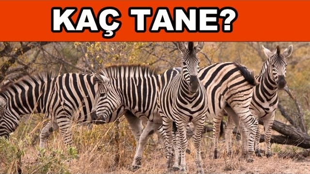 Resimde Kaç Zebra Vardır?