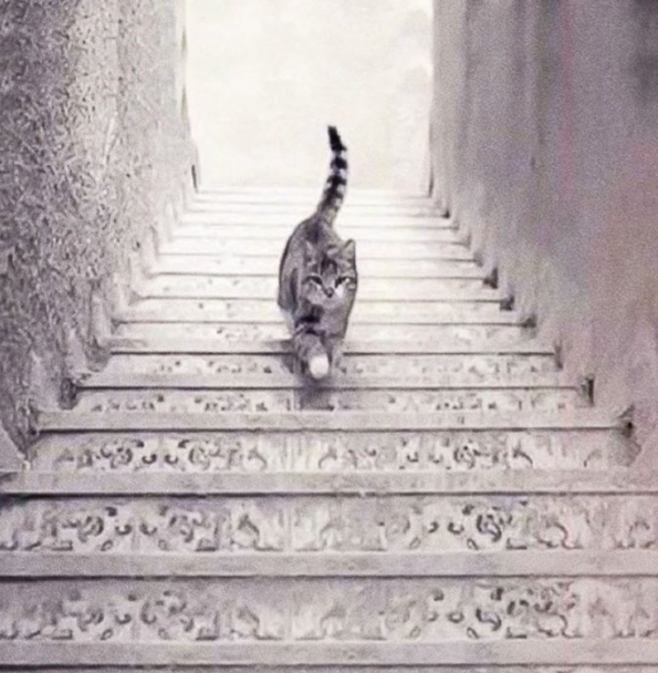 Sizce bu kedi merdivenlerden aşağı mı iniyor yoksa yukarı mı çıkıyor?