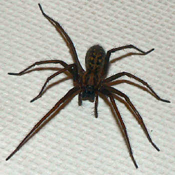 Odanızda resimdeki örümceği gördünüz ne yapardınız?