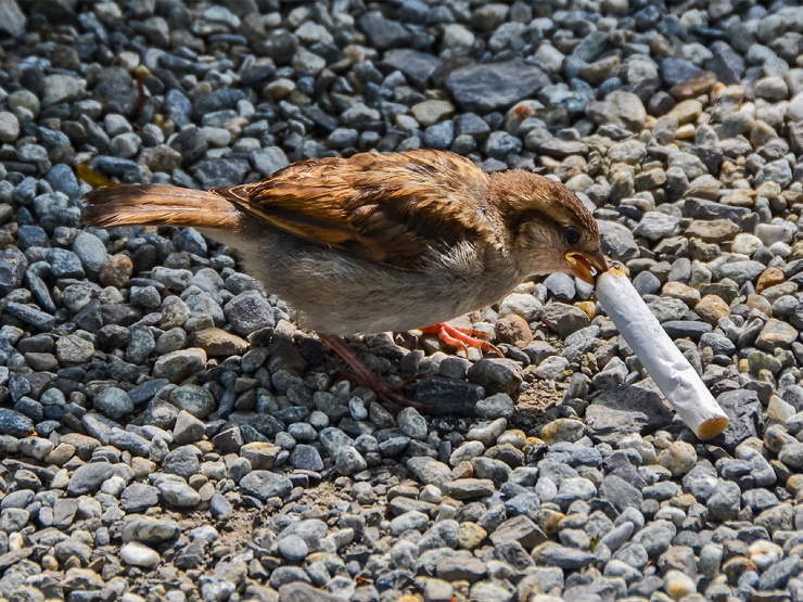 Kuşlar neden sigara izmaritine ihtiyaç duyar (fotoğraflı) ?